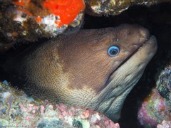 Gymnothorax unicolor