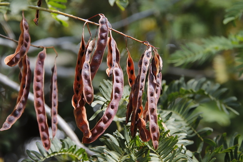 Image of Acacia schinoides by (c) Tony Rebelo, some rights reserved (CC BY-SA)