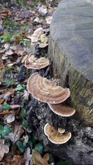 Trametes betulina