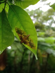 Pachynoa thoosalis