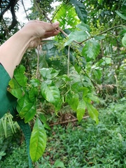Pachynoa thoosalis