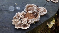 Trametes betulina