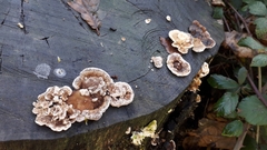 Trametes betulina