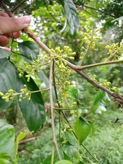 Pachynoa thoosalis