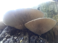 Trametes betulina