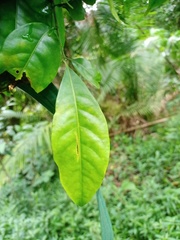 Pachynoa thoosalis