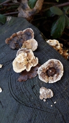 Trametes betulina