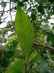Pachynoa thoosalis