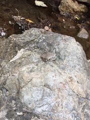 Pseudacris cadaverina