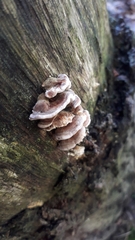 Trametes betulina