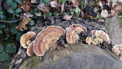 Trametes betulina