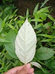 Croton argyratus