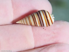 Pyramidella dolabrata