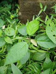 Croton argyratus