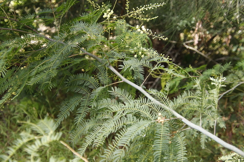 Image of Acacia schinoides by (c) Tony Rebelo, some rights reserved (CC BY-SA)