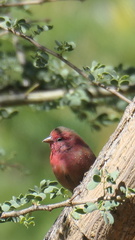 Lagonosticta senegala