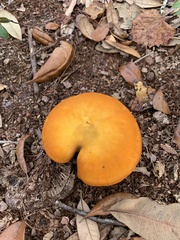 Omphalotus subilludens