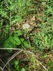 Allium fraseri