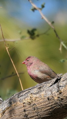 Lagonosticta senegala