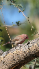 Lagonosticta senegala