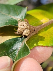 Viburnum × burkwoodii