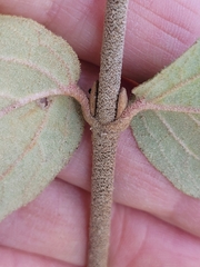 Viburnum × burkwoodii