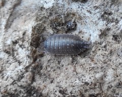 Porcellio violaceus