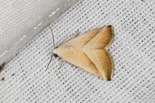 Straight-lined Seed Moth photo 6
