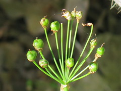 Allium fraseri