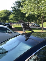 Buteo jamaicensis