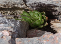 Haworthia cooperi