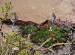 Haworthia cooperi