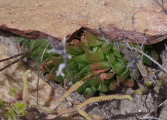 Haworthia cooperi
