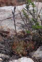Haworthia cooperi