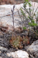 Haworthia cooperi