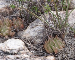 Haworthia cooperi