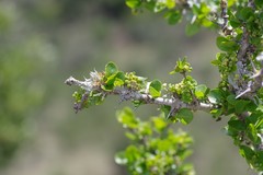 Canthium spinosum