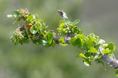 Canthium spinosum