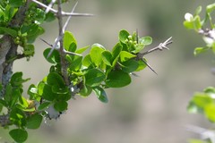 Canthium spinosum