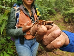 Anolis barbouri