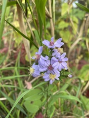 Symphyotrichum cordifolium