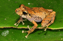 Pristimantis achatinus