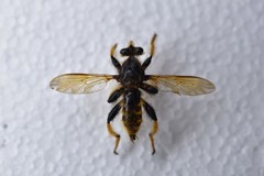 Pogonosoma maroccanum