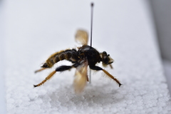 Pogonosoma maroccanum