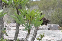 Cussonia paniculata