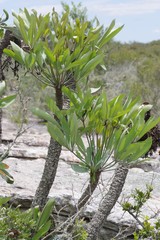 Cussonia paniculata