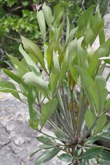 Cussonia paniculata
