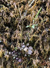 Cardamine oligosperma