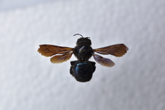 Xylocopa iris