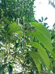 Osmanthus matsumuranus